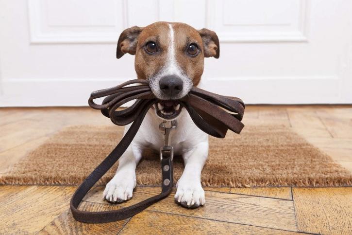 Image for Professional Paws with ID of: 2867333