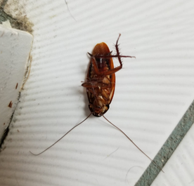 Image for WEST SENECA PEST CONTROL SERVICE with ID of: 2868023