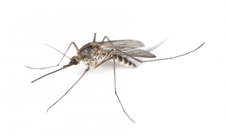 Image for Tactical Pest Control, LLC with ID of: 2870736