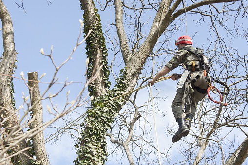 Image for Texas Tree and Lawn Services with ID of: 2871527