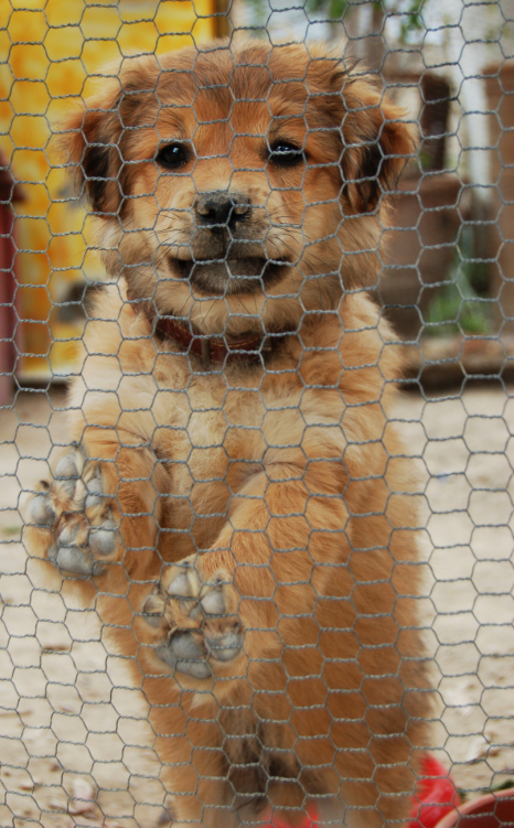 Image for Adrienne’s Pet Salon with ID of: 2873342