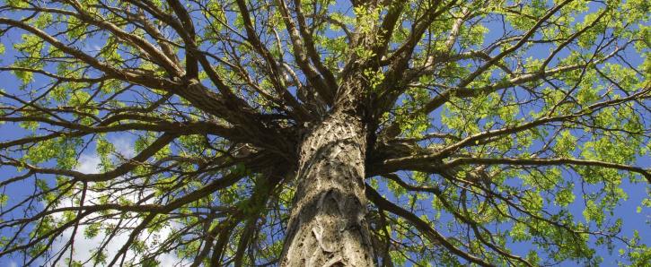 Image for Above and Beyond Tree Service with ID of: 2874196