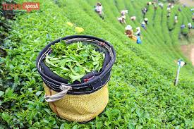 Image for Assam Tea/Chai – Healthy Drink with ID of: 2877265