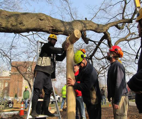Image for Ducks Tree Service with ID of: 2883422
