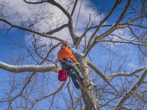 Image for Detroit Tree Service with ID of: 2887049