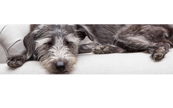 Image for Colorado Choice Carpet Cleaning with ID of: 2891136