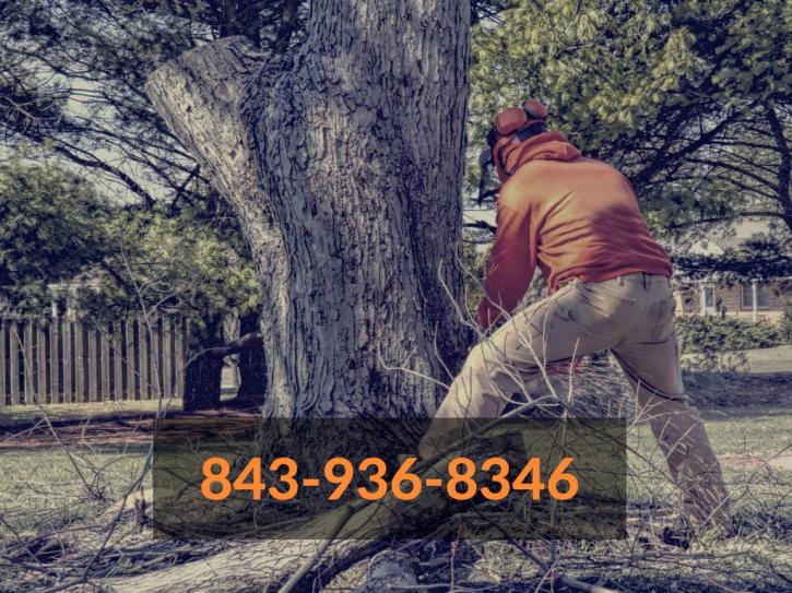 Image for Charleston SC Tree Removal with ID of: 2891501