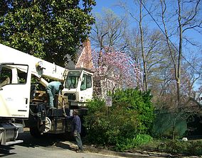 Image for AAA Tree Service with ID of: 2896935