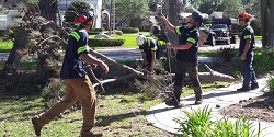 Image for Treeco FL - St Augustine with ID of: 2898070