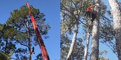 Image for Treeco FL - St Augustine with ID of: 2898073
