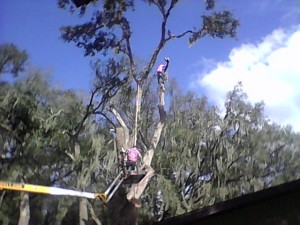 Image for The Real Pink Tree Service with ID of: 2902378