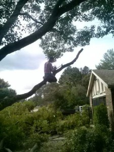 Image for The Real Pink Tree Service with ID of: 2902417