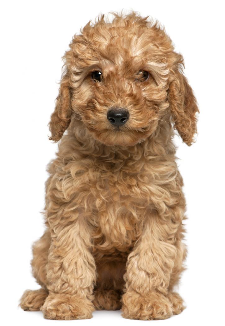 Image for Carol's Pretty Pets Salon with ID of: 2904050