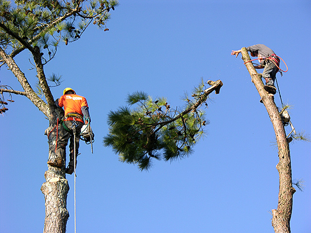 Image for Mandeville tree removal - Acadian Tree And Stump Services, LLC with ID of: 2905792