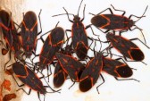 Image for Warrior Pest Solutions with ID of: 2912151