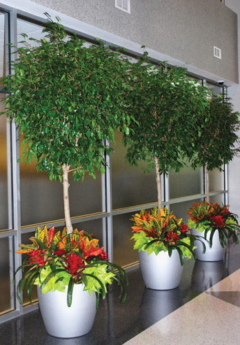 Image for Why are indoor plants important for interior Scaping? How should I plan it? with ID of: 2917374