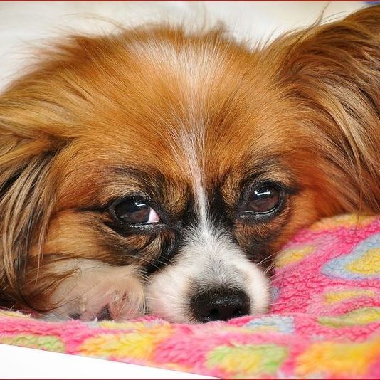 Image for Jo-San's Kennels with ID of: 2922646