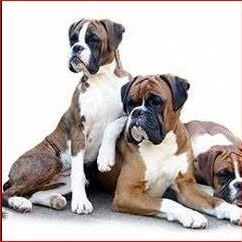 Image for Jo-San's Kennels with ID of: 2922647