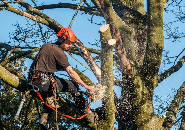 Image for Simpsons Tree Service with ID of: 2923093