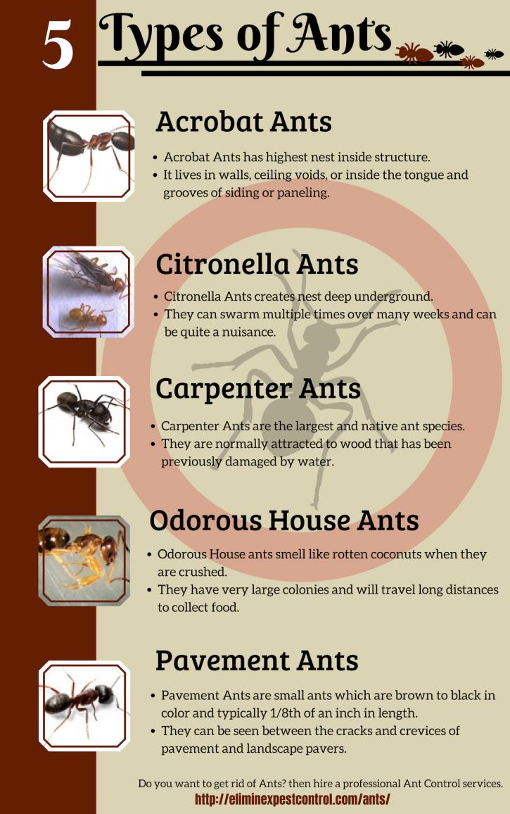 Image for 5 Types of Ants with ID of: 2931014