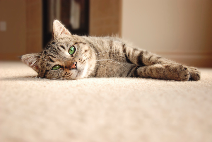Image for Sparkling Carpet Cleaning with ID of: 2931163