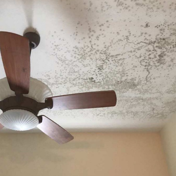 Image for Treasure Coast Mold Pros with ID of: 2933477
