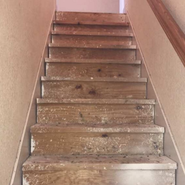 Image for Treasure Coast Mold Pros with ID of: 2933479