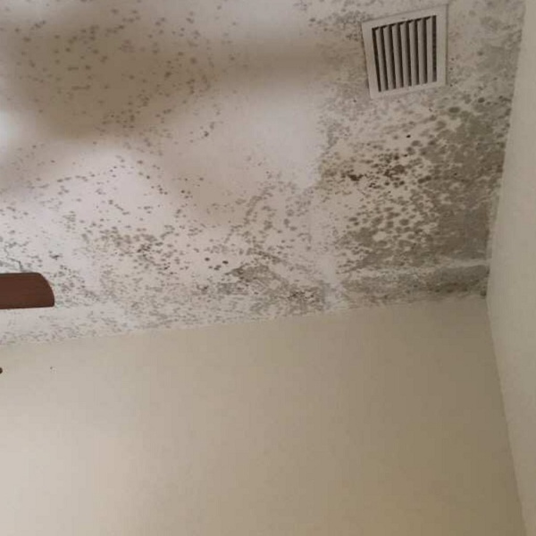 Image for Treasure Coast Mold Pros with ID of: 2933483