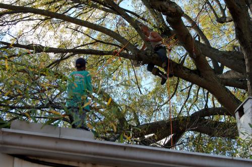 Image for High Point Tree & Fence with ID of: 2934668