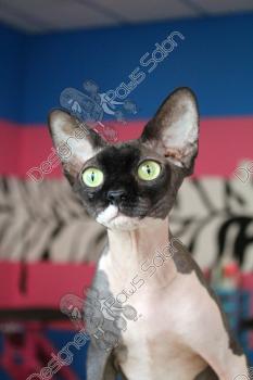 Image for Designer Paws Salon with ID of: 2936582