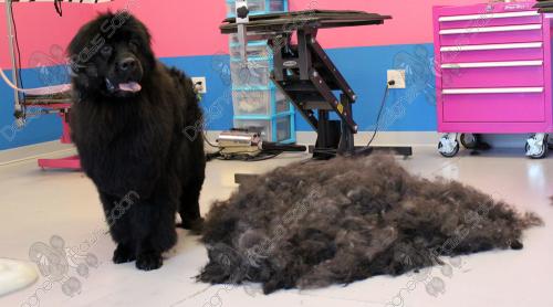 Image for Designer Paws Salon with ID of: 2936588