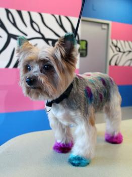 Image for Designer Paws Salon with ID of: 2936594