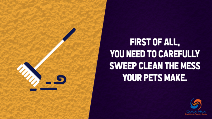 Image for Tips for Quick Pet Odor & Stain Removal, TX with ID of: 2941057