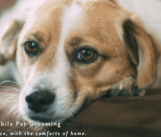 Image for Boca Mobile Pet Grooming with ID of: 2944143