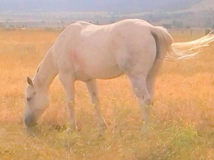 Image for Hidalgo Trail Rides with ID of: 2946185