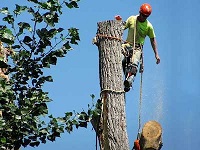 Image for Trinity Tree Service Alexandria with ID of: 2949945