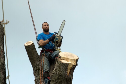 Image for Calvert County Tree Service with ID of: 2951148