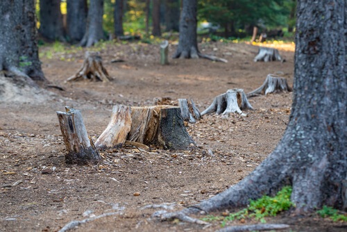 Image for Calvert County Tree Service with ID of: 2951174