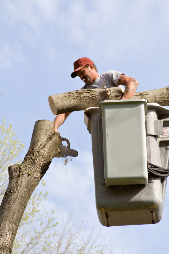 Image for Treemasters with ID of: 2957207