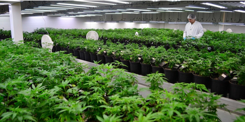 Image for Weed-Crew with ID of: 2959637