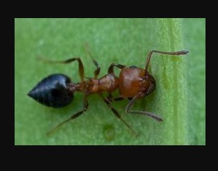Image for Diamond Pest Control with ID of: 2960700