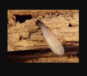 Image for Diamond Pest Control with ID of: 2960704