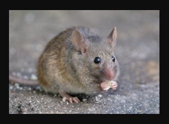 Image for Diamond Pest Control with ID of: 2960709