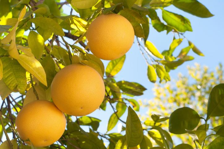 Image for PJ Citrus with ID of: 2965471