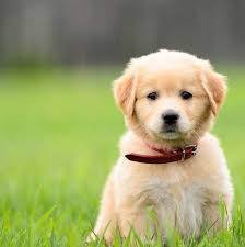 Image for petsfolio with ID of: 2967939