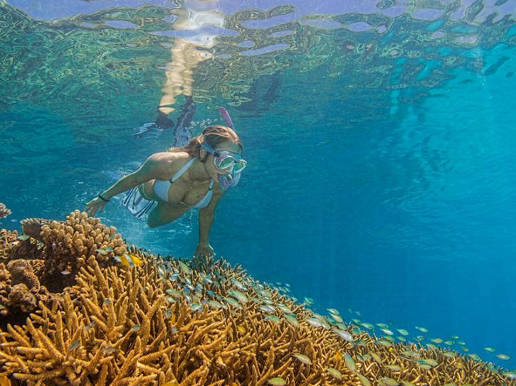 Image for First Time Diving? Why Not The Coral Utopia! with ID of: 2970495