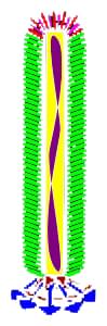 Image for phage display protocols with ID of: 2973727