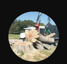 Image for Boulder Tree Services with ID of: 2976973