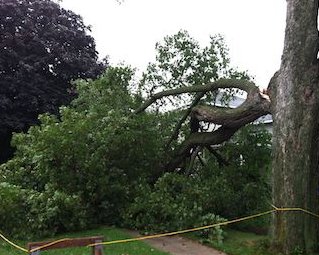 Image for Boulder Tree Services with ID of: 2976974