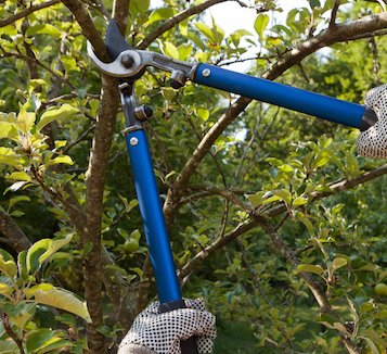 Image for Boulder Tree Services with ID of: 2976979